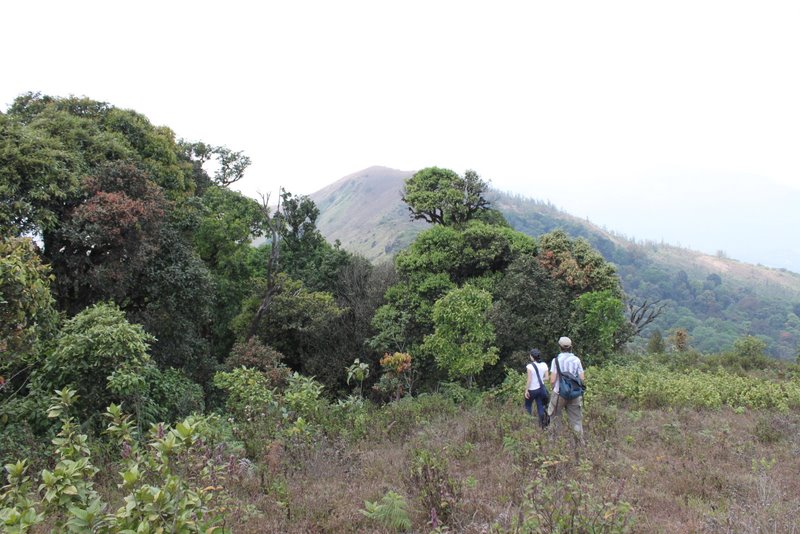 India 2010 - Coorg - Honey Valley - Trek towards Tadiandamol - Ridge Walk